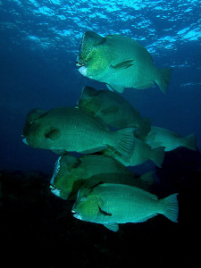 Bumphead Parrotfish, Tulamben by Doug Anderson 